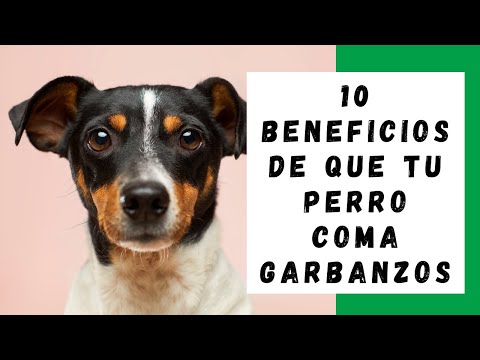 Video: Perros Y Garbanzos