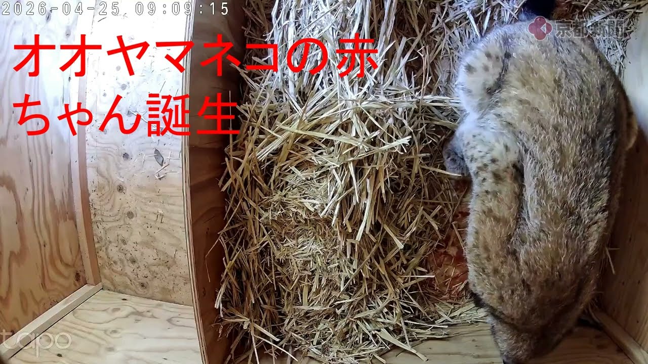 京都市動物園でオオヤマネコの赤ちゃん誕生（2026年4月25日 京都市左京