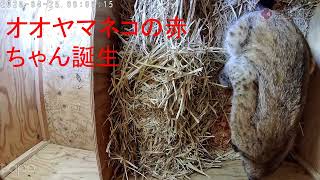 京都市動物園でオオヤマネコの赤ちゃん誕生（2026年4月25日 京都市左京