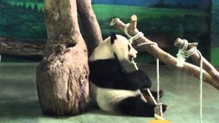 しろくまカフェ 常勤パンダさん 台湾編 Youtube しろくまカフェ 常勤パンダさん 台湾編 Youtube