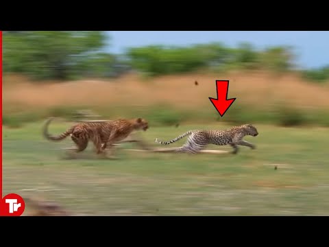 Look What Happened When This Leopard Attacked Cheetah