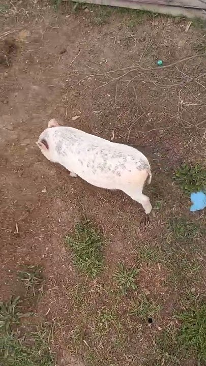 пошуки їжі #тварини #animals #життя #порося #pig #cute #piggy #funny # ...