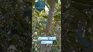 pruning ficus cleaning #nature #arboles #garden #plantas #jardin #treending #treework #treecare
