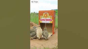 Nice ! Easy DIY Underground Quail Trap Using Paper Box And Hole #Shorts