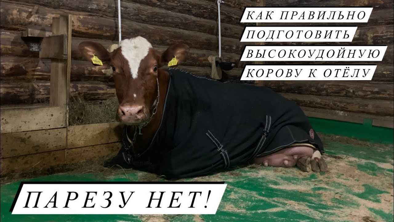 Эффективные методы восстановления здоровья животных после родов