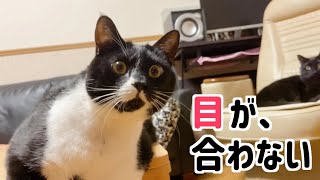全然目を合わせてくれない猫