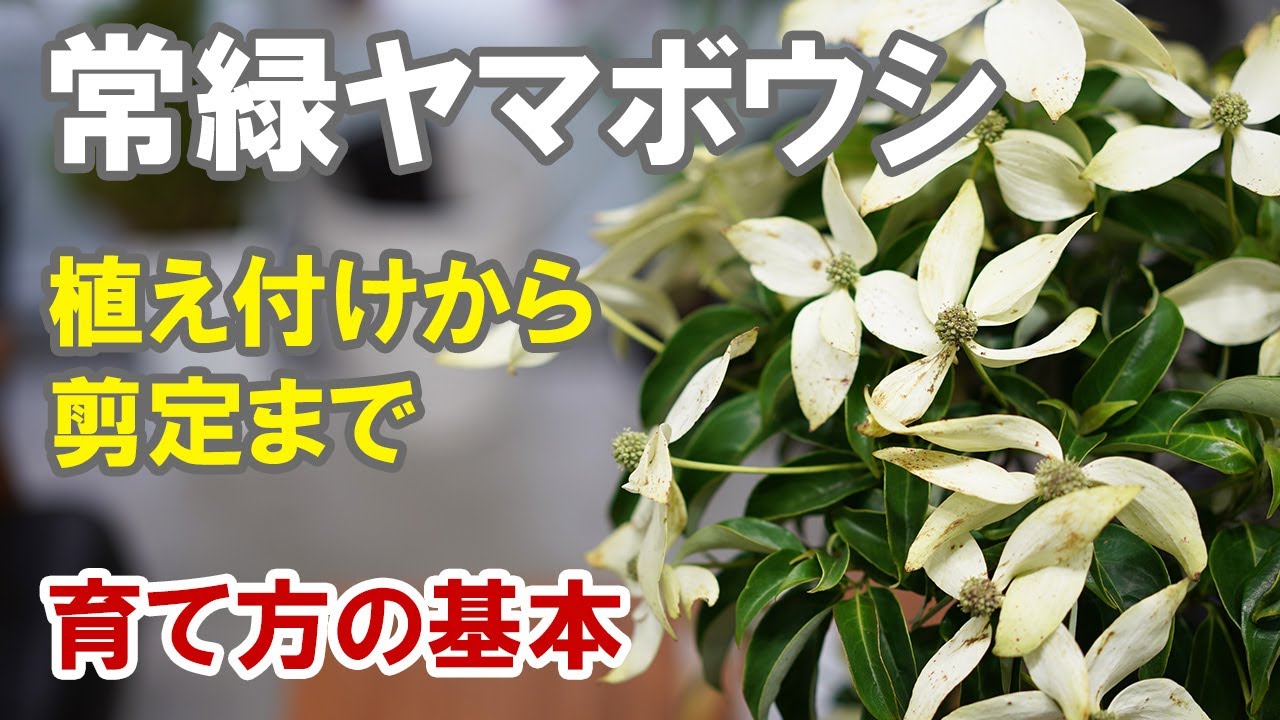 常緑ヤマボウシの育て方 剪定 植え方 肥料 病害虫など Youtube