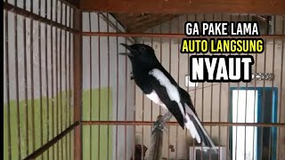 ga pake lama kacer anda ikut nyaut