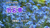 21 02 10発売 勿忘草 歌詞中譯 原唱 川野夏美翻唱 胡淑芳 Youtube