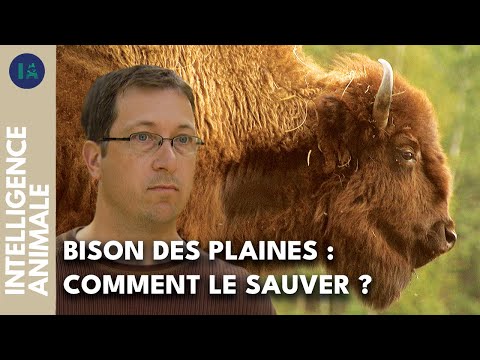 Vidéo: À qui appartiennent les excursions terrestres ?