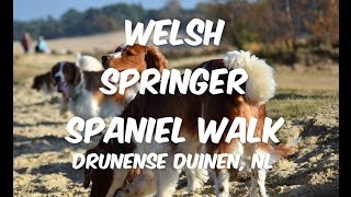 Welsh Springer Spaniel walk, Drunense duinen NL by Sebastian Matthijsen 603 views 8 years ago 1 minute, 50 seconds