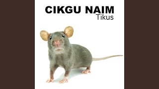 Tikus