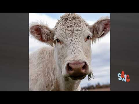 Vidéo: Différence Entre Les Bovins Laitiers Et De Boucherie