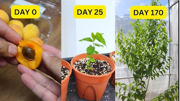 Growing Apricot from seed! You must try it out this season!