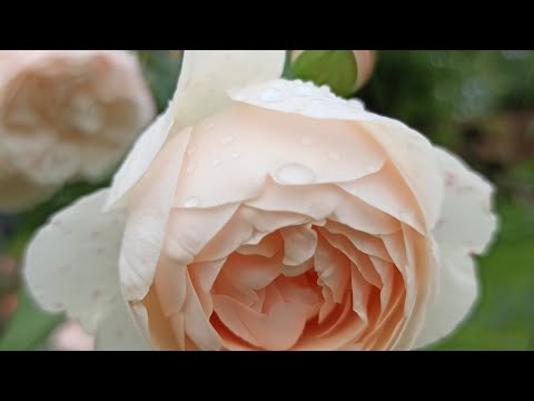 Видео: Ваши розы на День Святого Валентина - экологическая катастрофа. Вот почему вы должны их бойкотировать - Matador Network