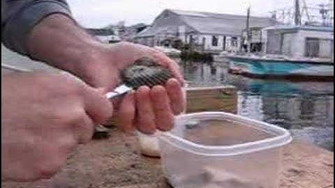 How to Shuck Long Island Bay Scallops