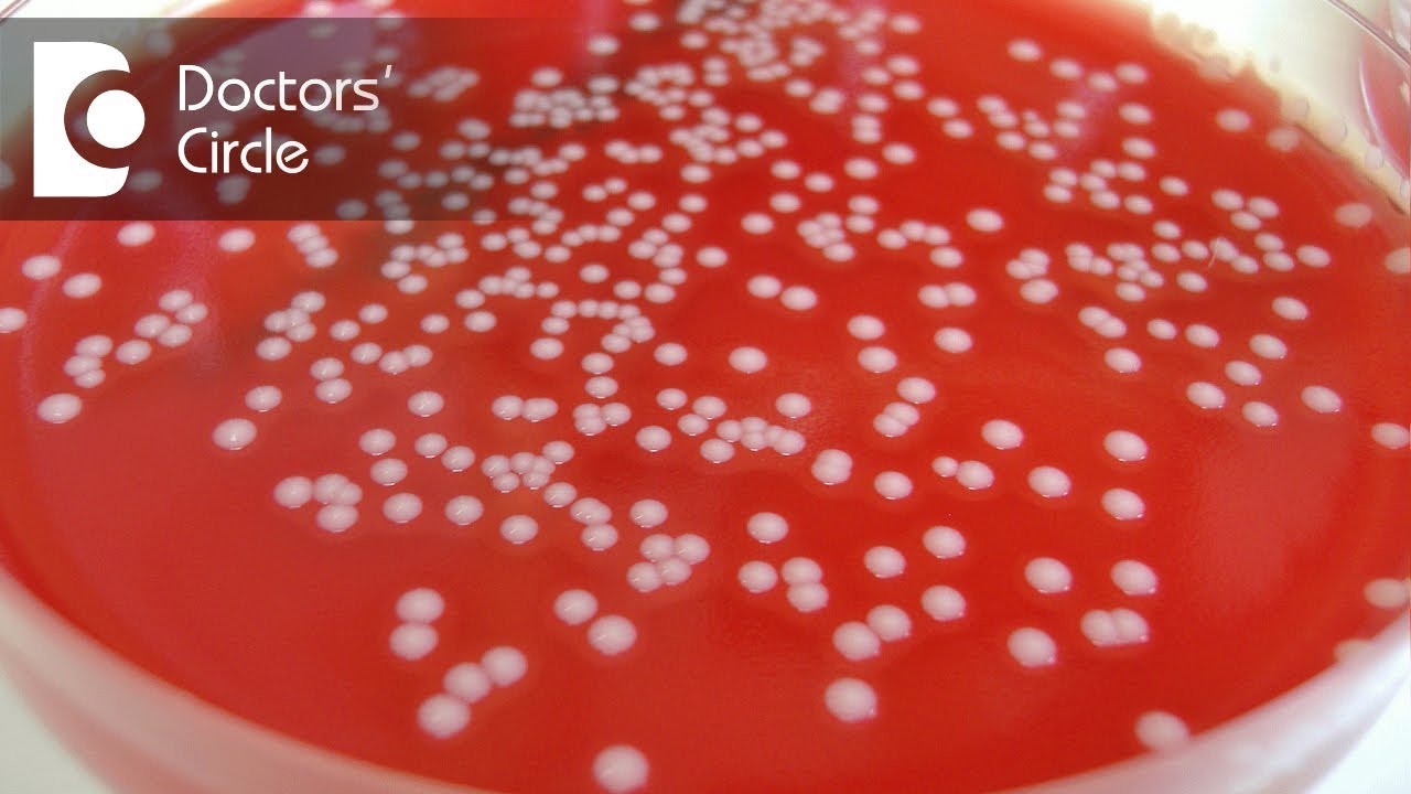 Is No Growth Of Microorganism After 24hrs Of Aerobic Incubation Possible Dr Sanjay Gupta Youtube
