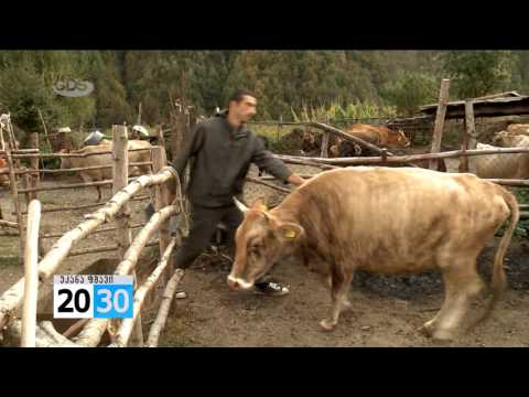 უკანა ფშავი /2030 (05.10.2015.)/