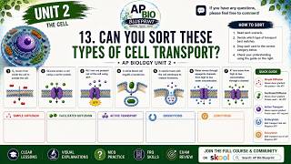 13. Can You Sort These Types of Cell Transport | AP Biology Unit 2