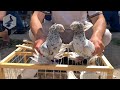 Птичий рынок г. Ташкент - ГОЛУБИ (05.06.2021) / Uzbek Pigeons
