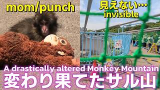 Punch's Diary 5/20🐵] The monkey mountain has changed drastically