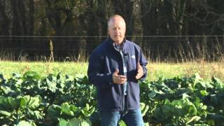 From the Ground Up - Cole Crops