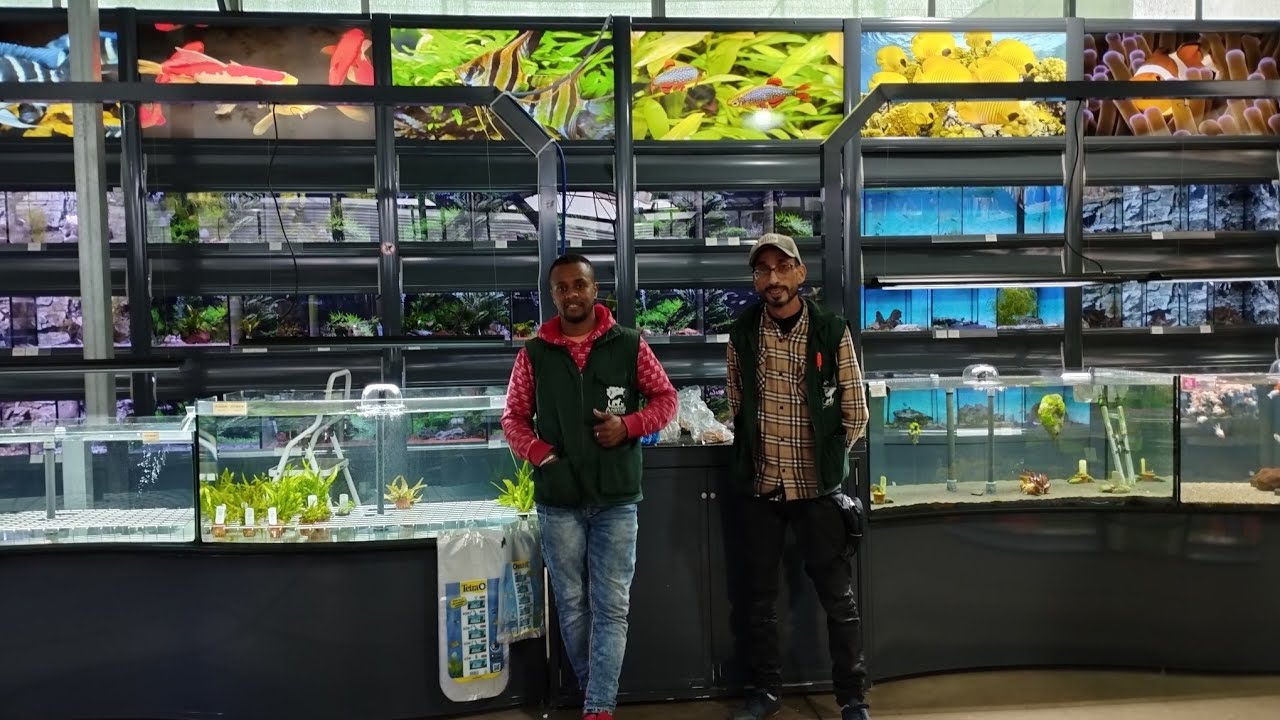 زياره لاجمل محلات مختصة في ارقى واجمل أسماك الزينة ولوازمها animal compagnie فرجة ممتعة