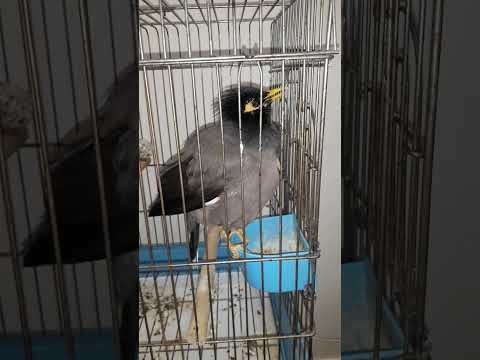 مرغ مینا جاهل محل 