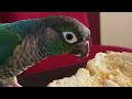 Une conure de plus en plus gentille