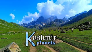 Animals Kingdom | the beauty of Kashmir planets | Animal Planet of Bangladesh.