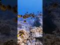 My therapist #travel #ocean #youtubeshorts #fyp #fish #explore #blessed #iphon14promax #fun