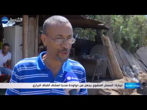 تيبازة السمان المشوي يجعل من دواودة محجا لعشاق أطباق البراري