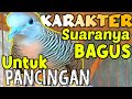 Perkutut Lokal Suara Kristal Bagus Untuk Mancing Bunyi Perkutut Malas Coba Saja Mp3 - Mp4 Download