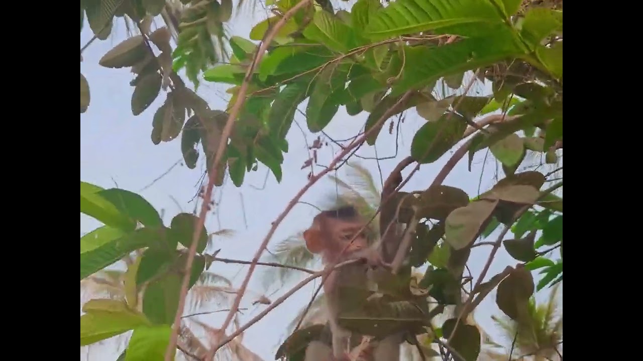 Baby Monkey's First Steps 🚶 