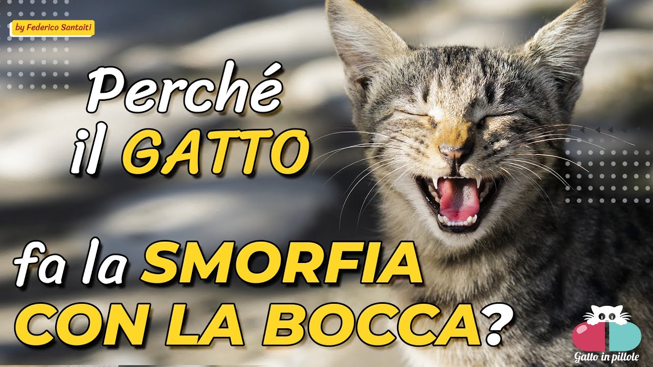 🐱 Perché il gatto dopo che annusa apre la bocca?