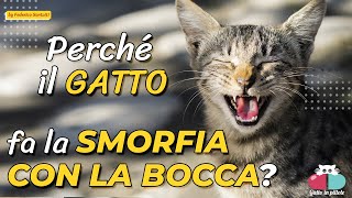 Perché il gatto dopo che annusa apre la bocca?