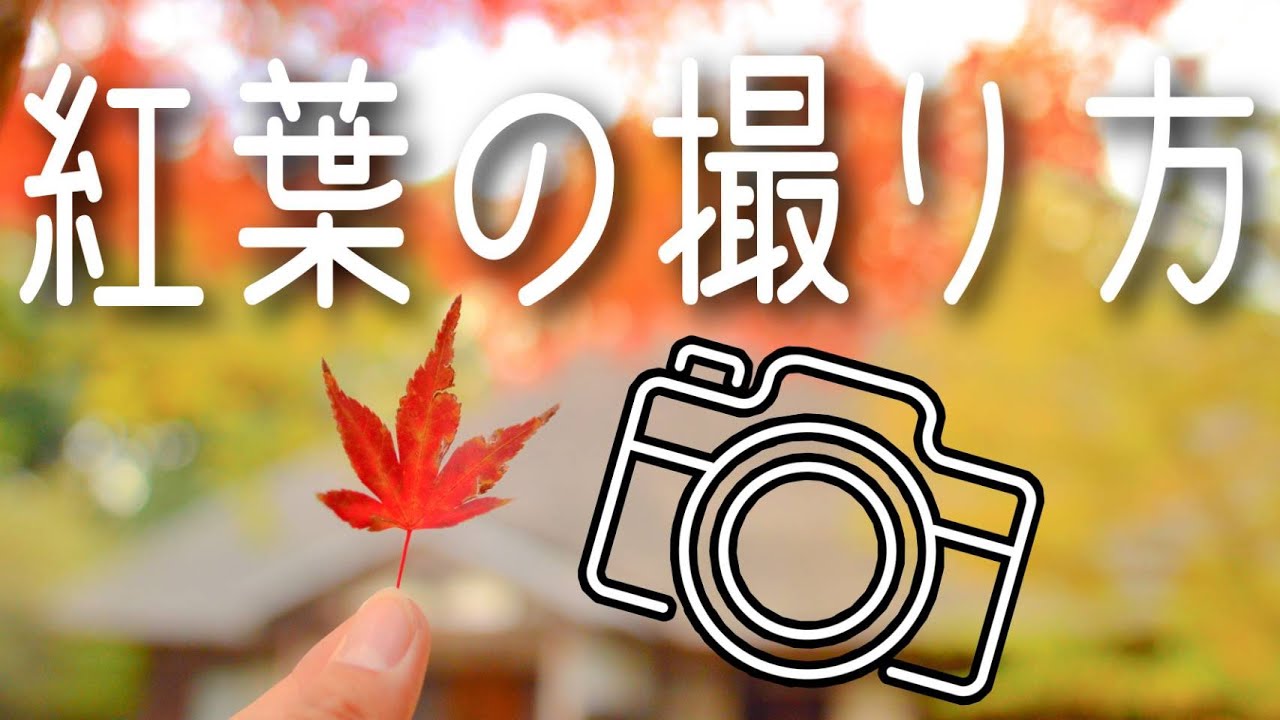 撮影の秋【初心者向け】紅葉の撮り方&基本設定！失敗しないテクニック
