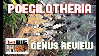 Poecilotheria  Genus Review