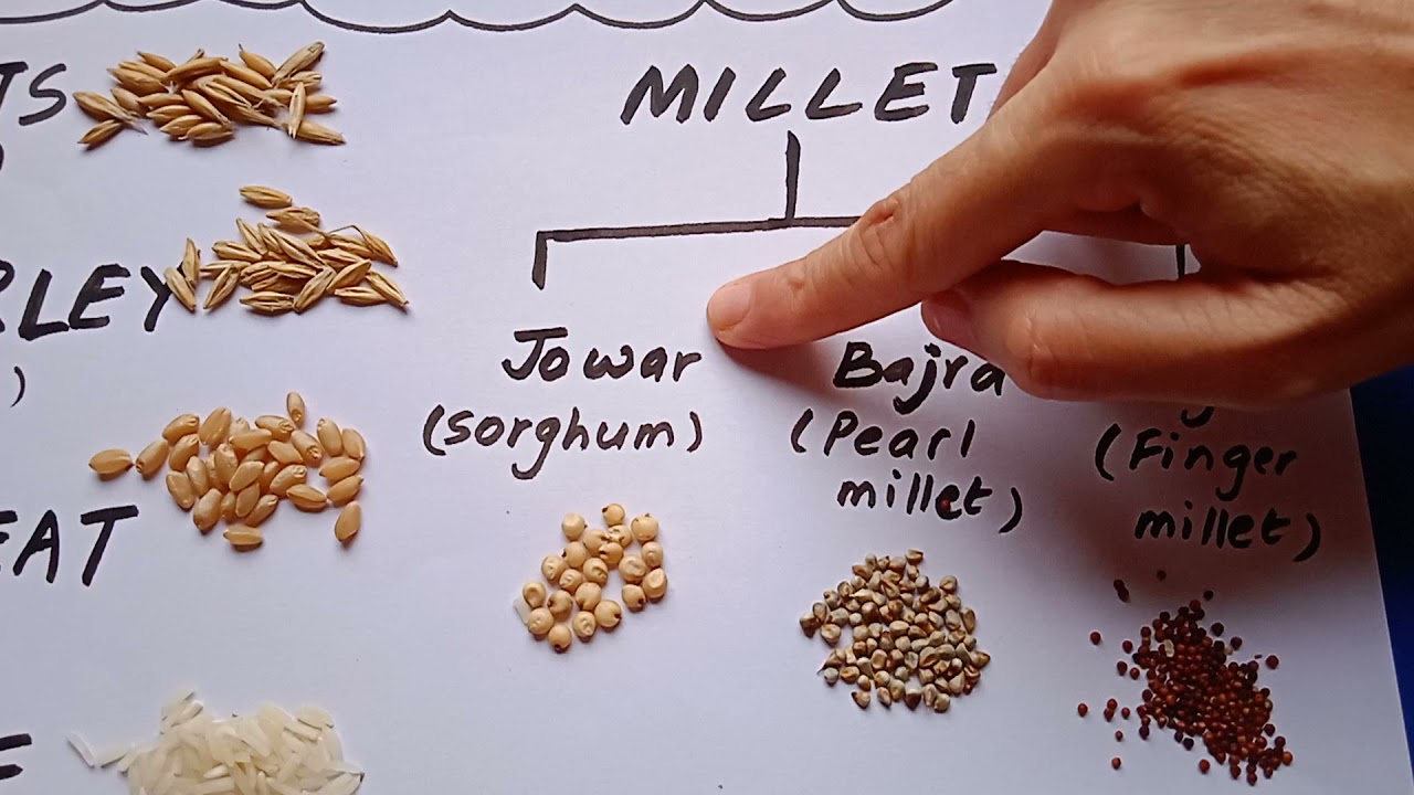 Cereals And Millets Of India Ragi Bajra Jowar Oats Barley Wheat 