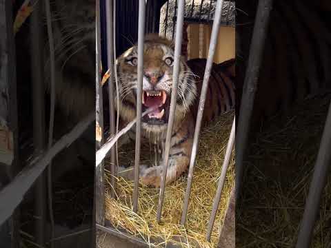 SOUTH ZOO TIGER #viral #wildlife #forex