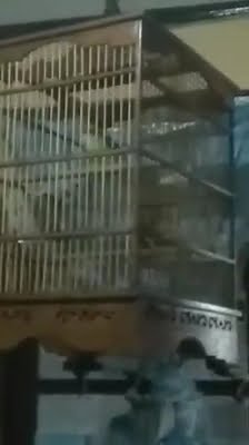 burung cucak jenggot betina gacor #burungkicau #burunggacor #burungcucak_jenggot