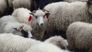 Розлучення овець в селі Лазещина. Гуцули завершили літування в Карпатах