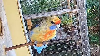 Rosellas checking out the nesting box (again) :)