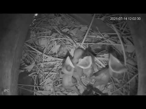 Acridotheres tristis Baby Part 01 - Sáo nâu mới nở 