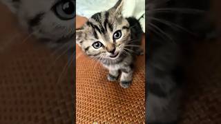 Cats Forced To Wake Up