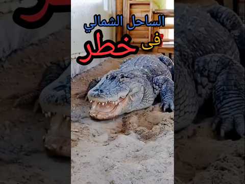 التماسيح بتمثل خطر على سواحل مصر صادم