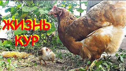 Что делают куры, когда их никто не видит..  Life of chickens.