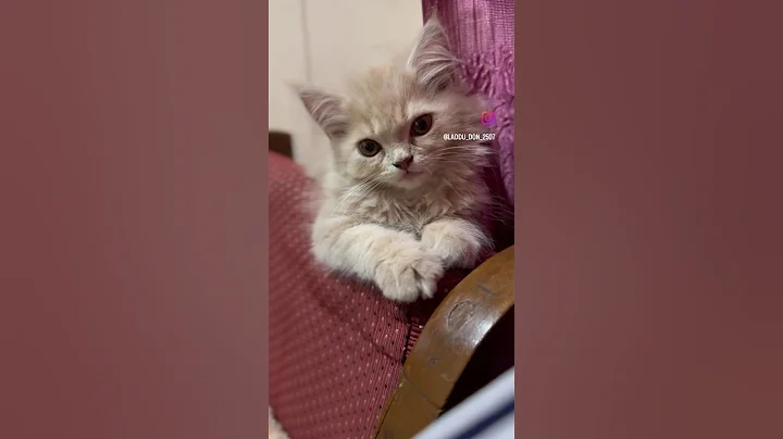 Video 10220331: cutecat pets catlover meow, kitten meow catlover cutecat, cats cutecat meow catlover, pet catlover meow cute, catlover meow cutecat funny