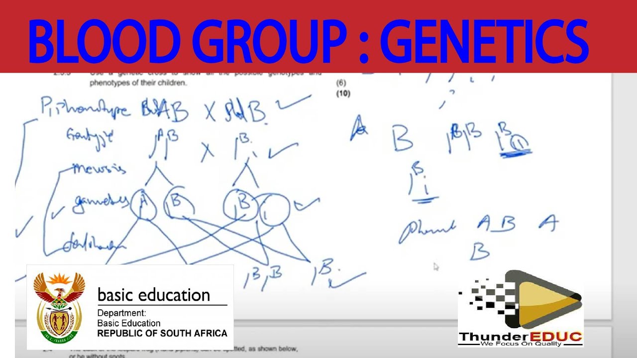 BLOOD GROUP CROSS GENETICS LIFE SCIENCES GRADE 12 THUNDEREDUC M BLOOD GROUP CROSS GENETICS LIFE SCIENCES GRADE 12 THUNDEREDUC M