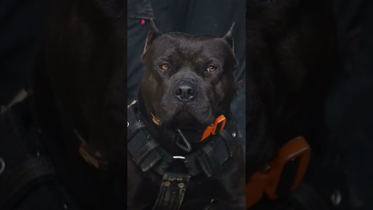 दुनिया का सब से भयनाक कुत्ता .. 🐕